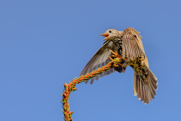 Mistle thrush display strathnairn highland scotland